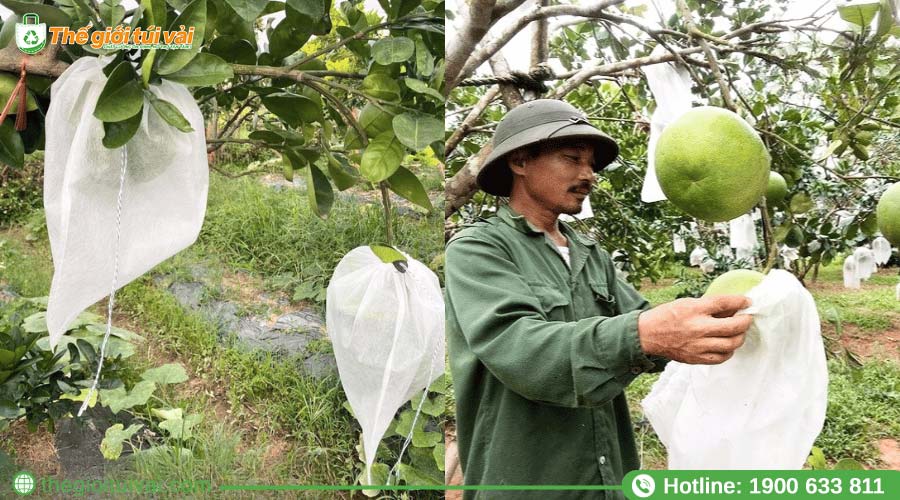 Túi bọc bưởi sử dụng phổ biến tại các vườn